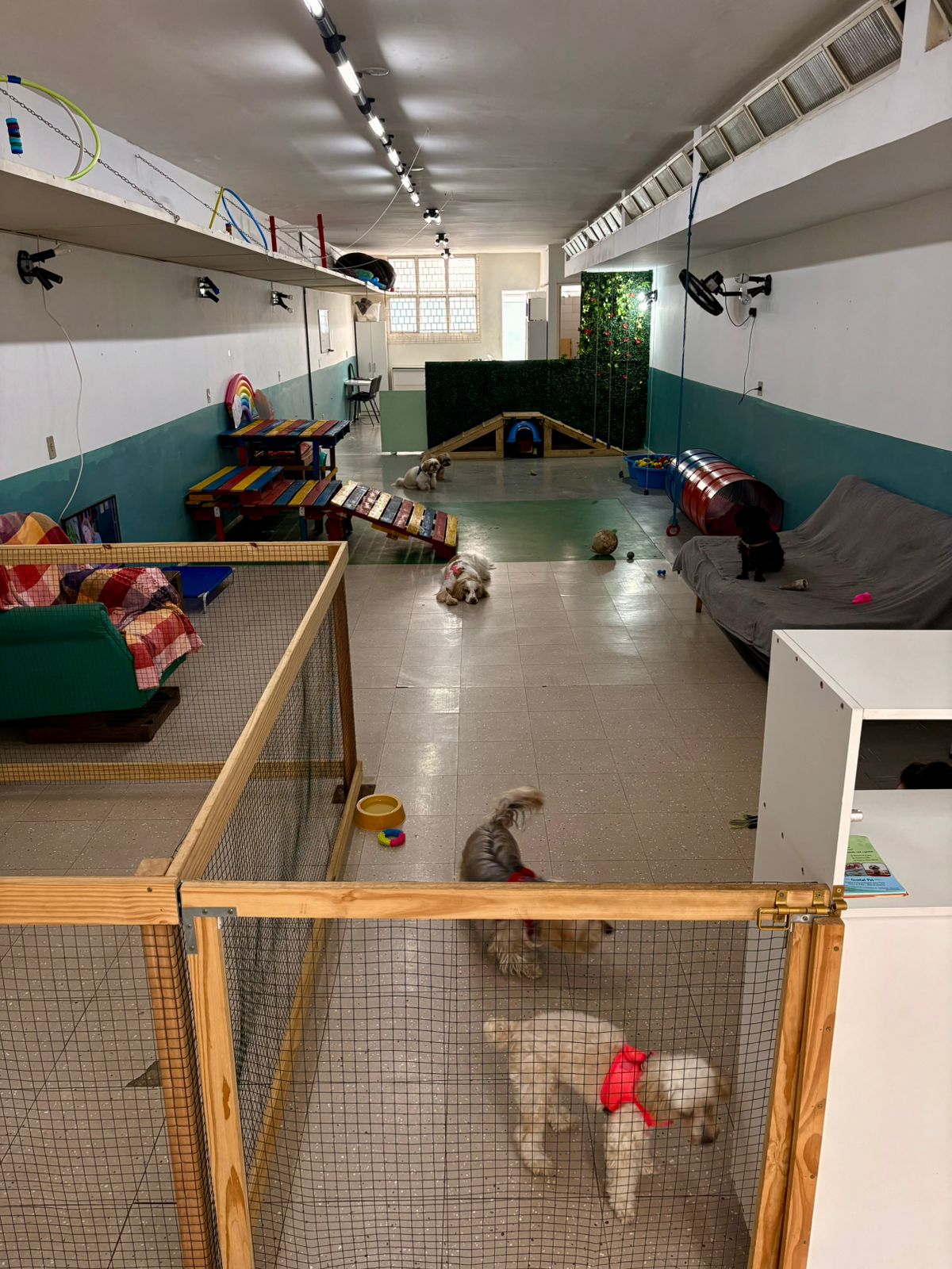 Área de recreação cães